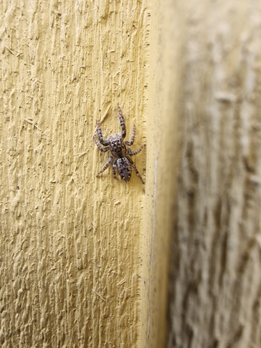 Fencepost jumping spider