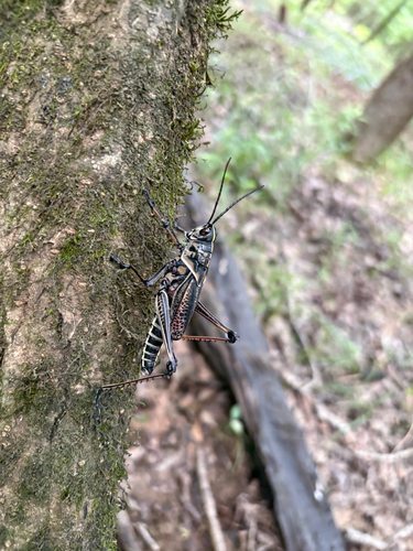 Eastern Lubber Grasshopper