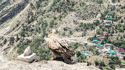 Himalayan Griffon