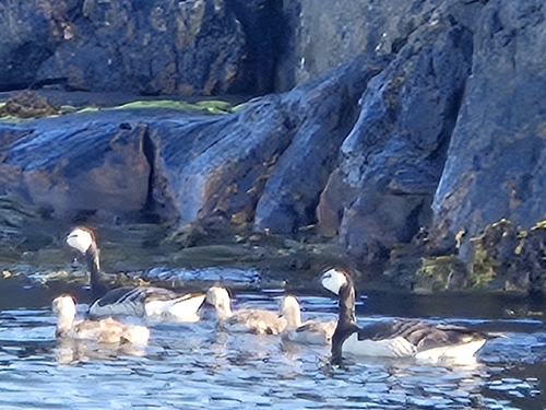 Barnacle Goose