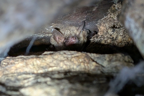 Daubenton's bat