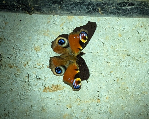 European Peacock Butterfly