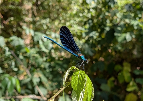 Beautiful Demoiselle