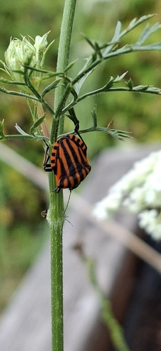 Continental Striped Shield Bug
