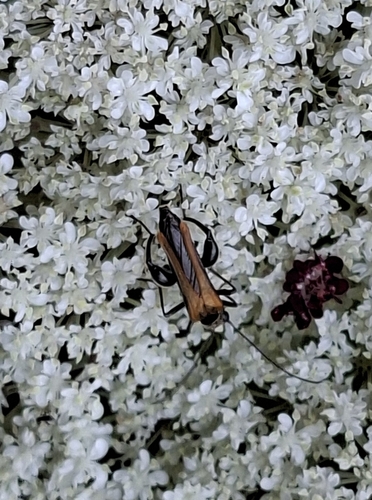 Oedemera femorata