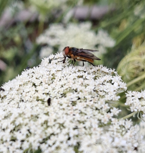 Phasia hemiptera