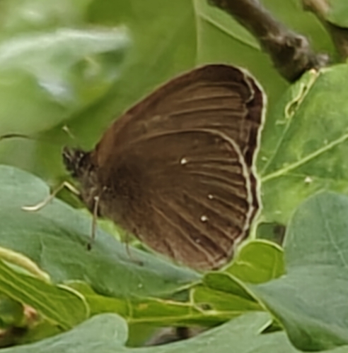 Ringlet