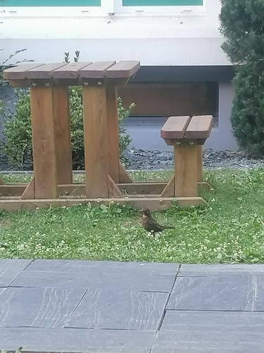 Eurasian Blackbird