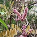 Millettia pachycarpa - Photo (c) 歐陽秀華, todos los derechos reservados, subido por 歐陽秀華