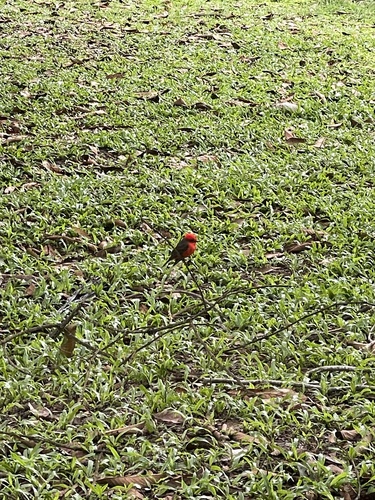 Vermilion Flycatcher