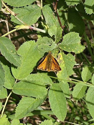 Large Skipper