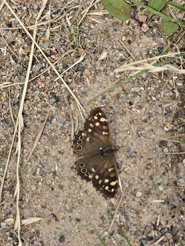 Speckled Wood