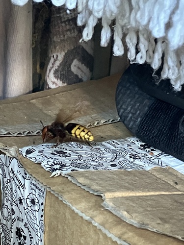 European Hornet
