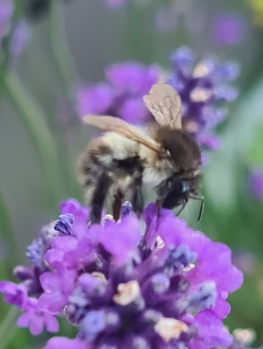 Common Carder Bumble Bee