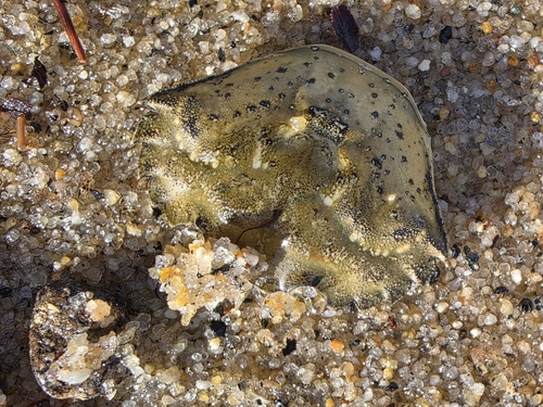 European Green Crab