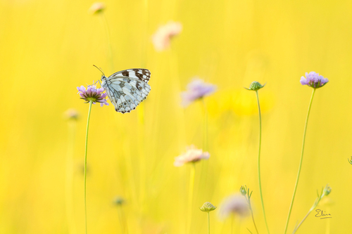 Marbled White