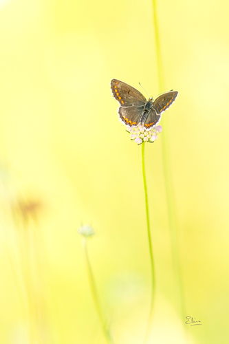 Brown Argus