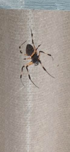 African Hermit Spider