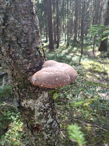 birch polypore