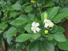 Murraya paniculata image