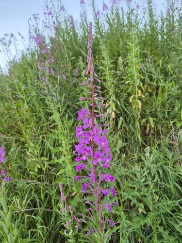 fireweed