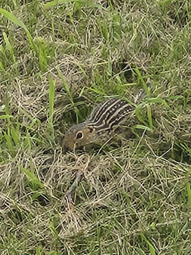 Thirteen-lined Ground Squirrel
