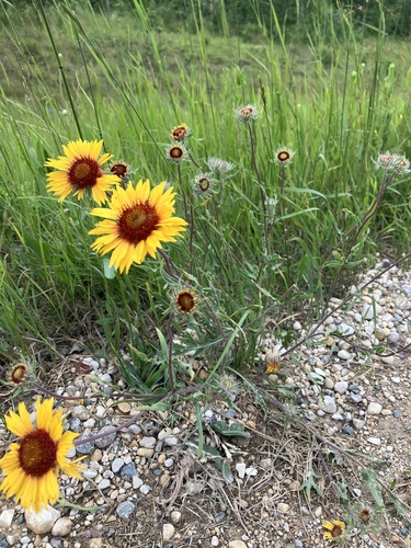 great blanketflower