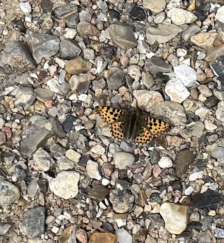 Queen of Spain Fritillary