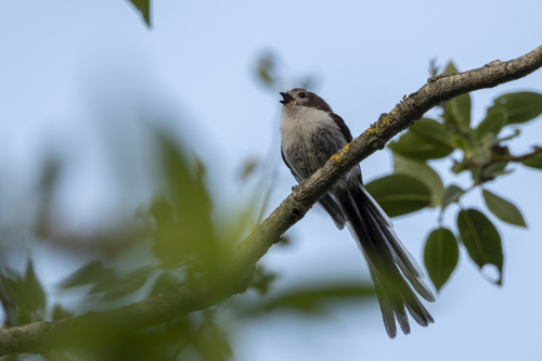 Long-tailed Tit