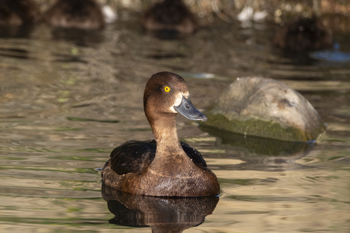 Tufted Duck