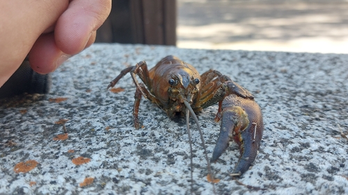Signal Crayfish