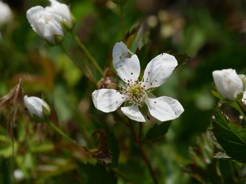 Common Dewberry