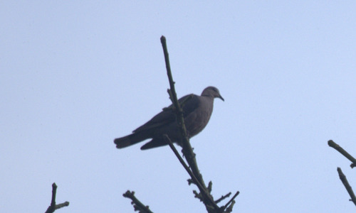 Red-eyed Dove