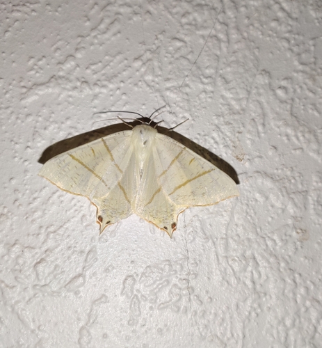 Swallow-tailed Moth
