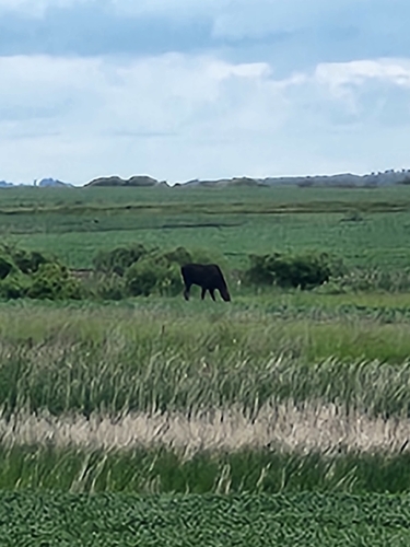 Moose