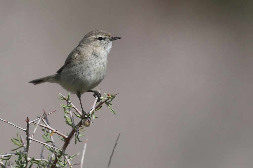Plain Leaf Warbler photo