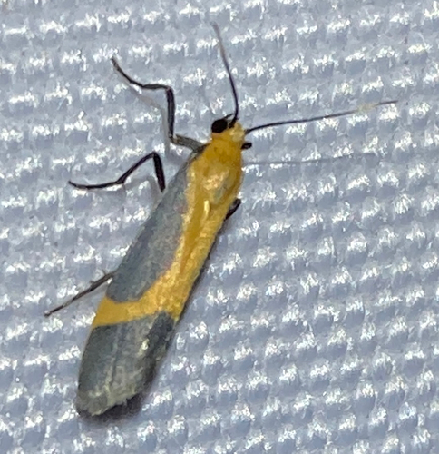 Angel Lichen Moth