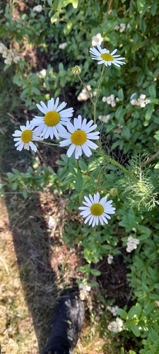 scentless mayweed