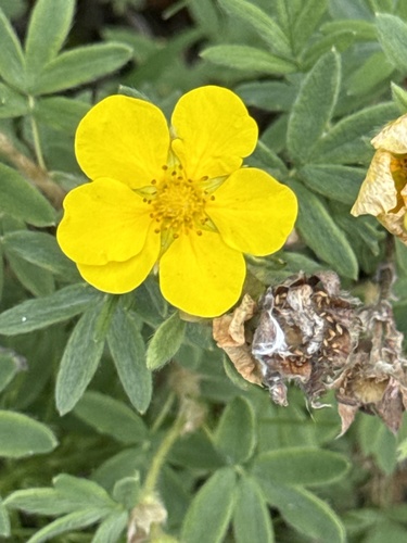 shrubby cinquefoil