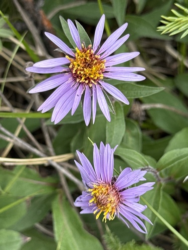 Siberian Aster