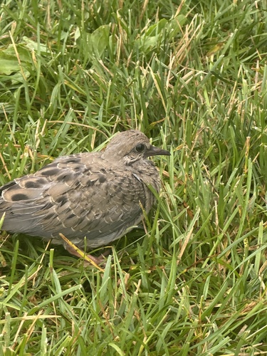 Mourning Dove