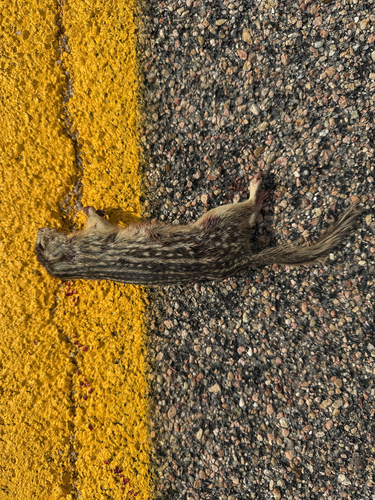 Thirteen-lined Ground Squirrel