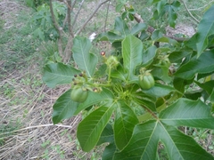 Jatropha gossypiifolia image