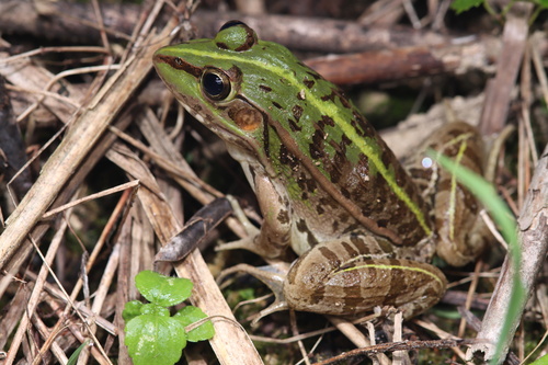 Black-spotted Frog