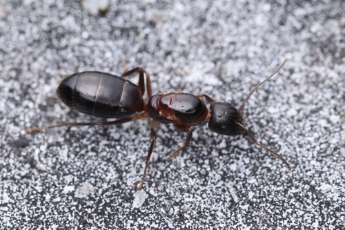 Camponotus albosparsus