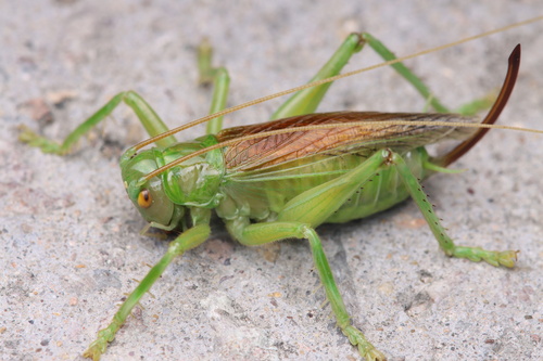 Radigryllacris elongata