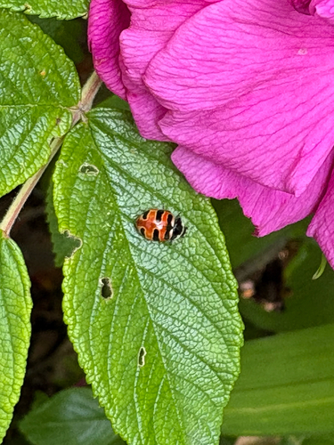 Three-banded Lady Beetle