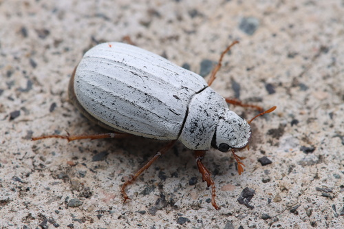 Large White Cockchafer
