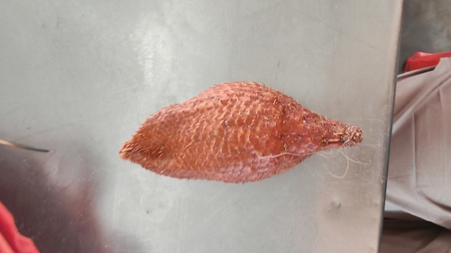 Salak