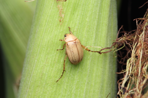Anomala viridisericea